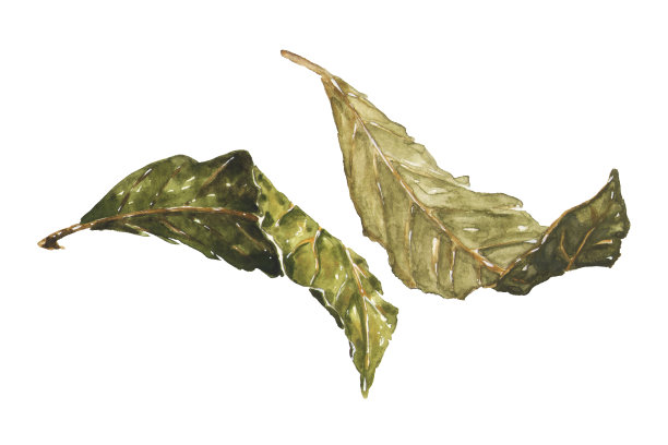 干香叶。手绘水彩插图干燥月桂叶，孤立在白色背景香料菜单设计图片下载