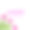 妇女节概念与郁金香花。3月8日。图片下载