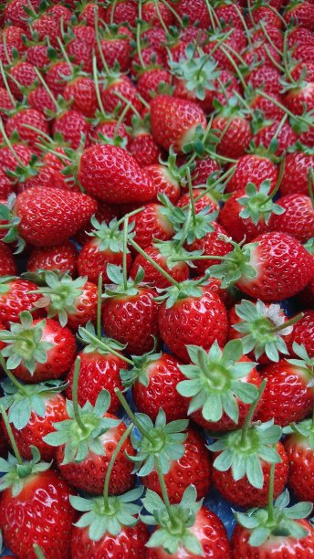 群草莓。图片下载