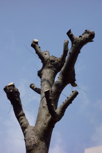 修剪一根可怜的树枝图片下载