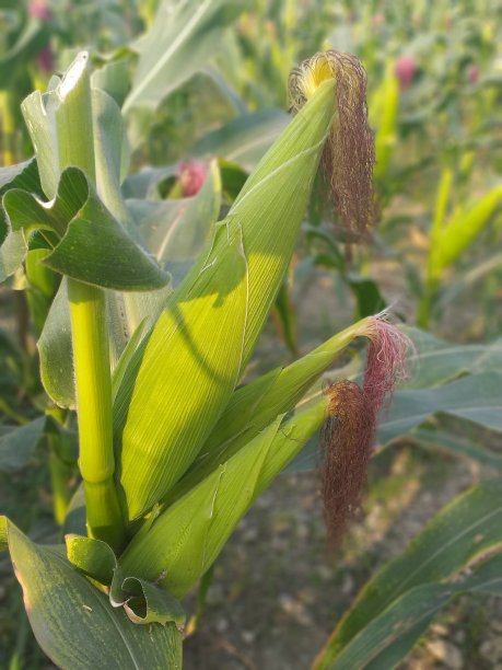 自然界的物质……图片下载