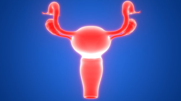 女性生殖系统解剖学图片下载