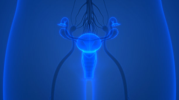 女性生殖系统解剖学图片下载