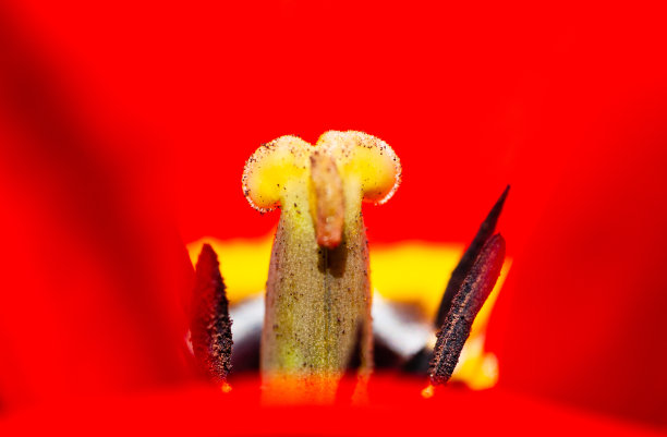 美丽的红色郁金香。图片下载