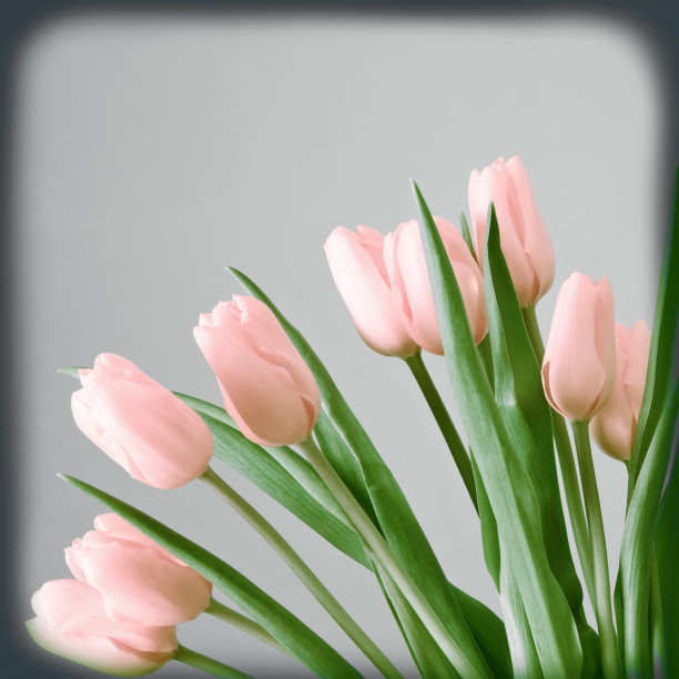 灰色背景上的郁金香图片下载