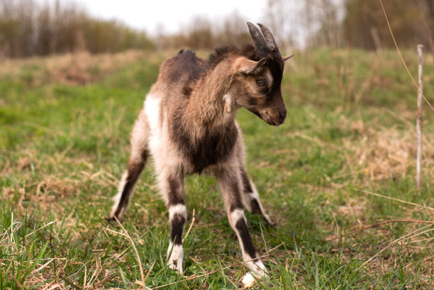 可爱的小山羊在田里吃草。图片下载