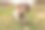 可爱的小山羊在田里吃草。图片下载
