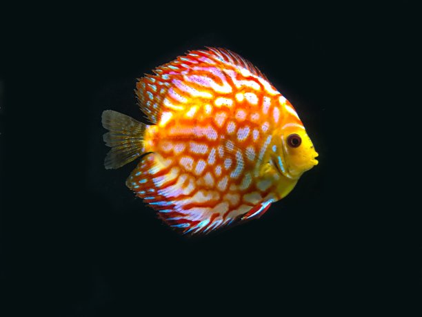水生热带鱼与黑色背景图片下载
