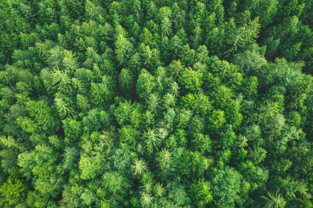鸟瞰图绿色森林图片下载