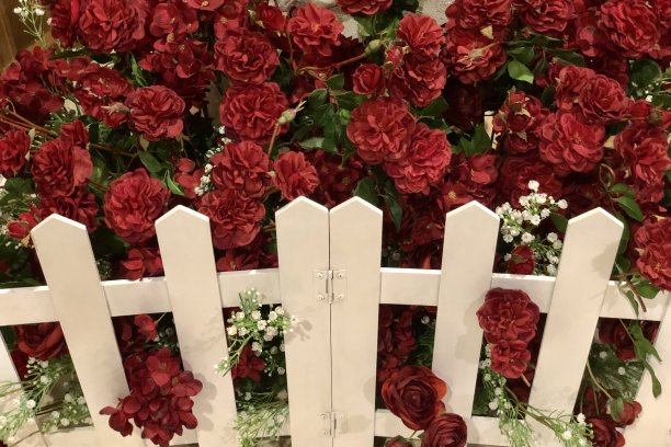 情人节玫瑰花园-红玫瑰，白色木栅栏。图片下载