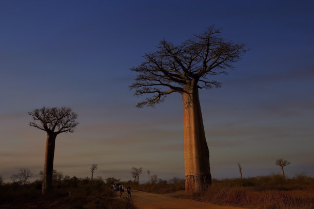 马达加斯加穆隆达瓦猴面包树大道日落景观图片下载