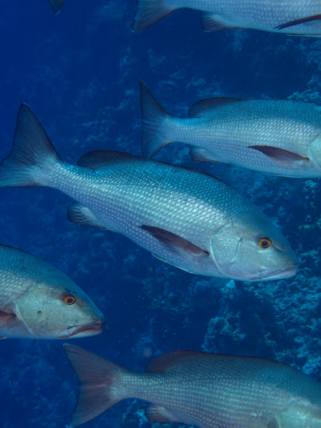 双斑 snapper（Lutjanus bohar）图片下载