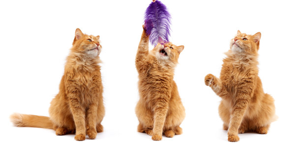 三只欢快的猫被孤立在白色的背景上图片下载