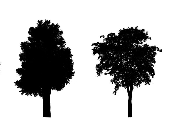 树的轮廓，孤立的树在白色的背景。图片下载