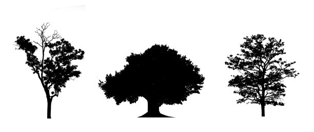 树的轮廓，孤立的树在白色的背景。图片下载