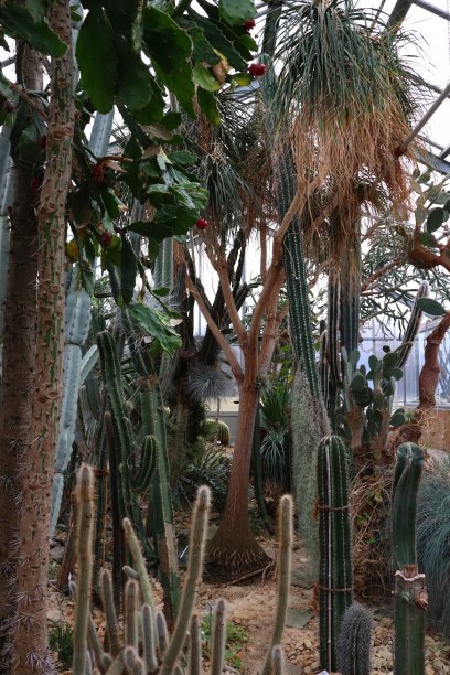 仙人掌丛林图片下载