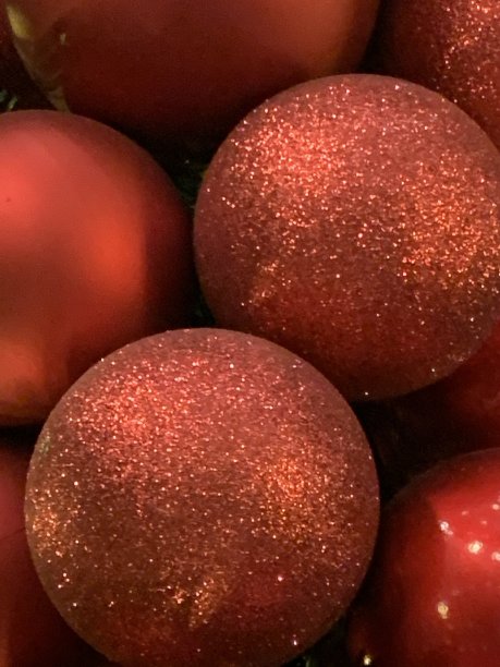 圣诞红图片下载