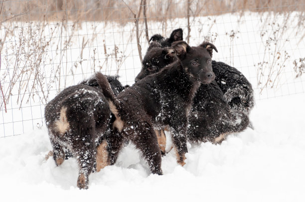 可爱的黑狗一家在刚刚松软的雪地上玩耍。水平的彩色照片。图片下载