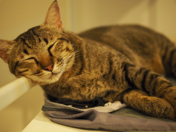 虎斑猫图片下载