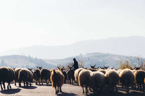 日出时分，山里牧羊人和一群山羊图片下载