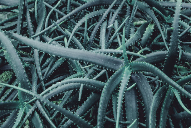 芦荟是一种耐高温的热带绿色植物。绿叶的特写，芦荟。芦荟是一种非常有用的草药，用于皮肤护理和头发护理，可以用作治疗。图片下载