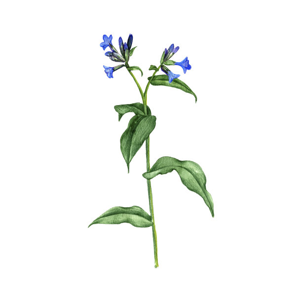 龙须草花，用彩色铅笔画图片下载