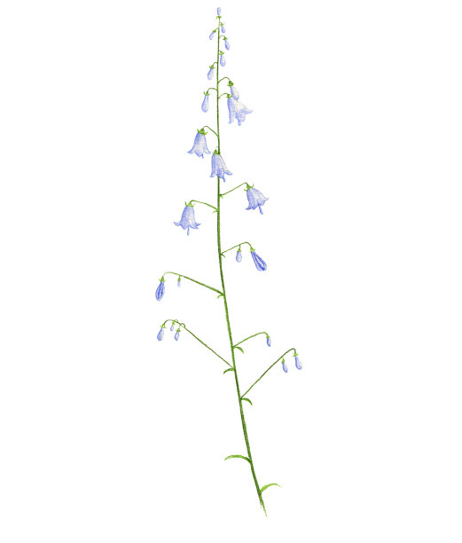 彩笔画的风铃花图片下载