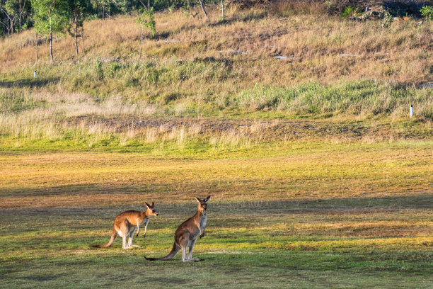 袋鼠在夕阳和山丘、树木的背景下图片下载