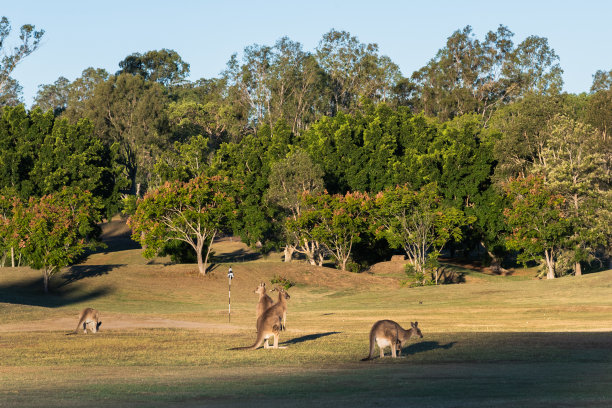 袋鼠在夕阳和山丘、树木的背景下图片下载