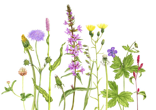 野生植物和花卉，用彩色铅笔画图片下载