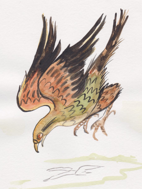 鹰在飞行中图片下载