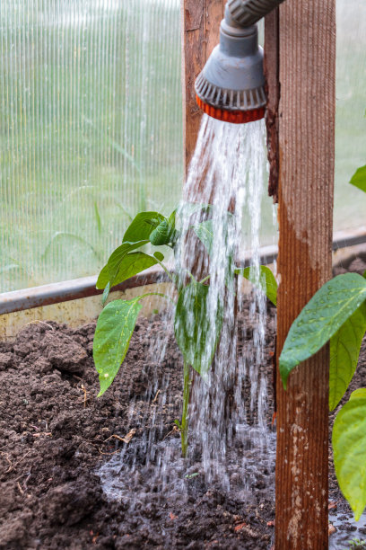 充足的水源灌溉农作物，园丁种植作物，灌溉系统概念图片下载