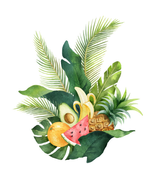 水彩矢量构成的绿色热带树叶和水果。图片下载