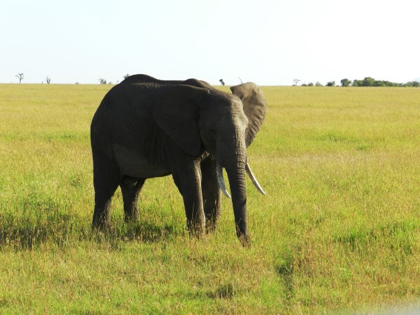 非洲大草原上孤独的大象图片下载