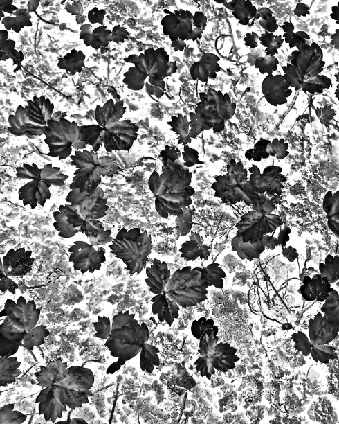 黑白照片。黑草莓叶子在一个明亮的背景图片下载