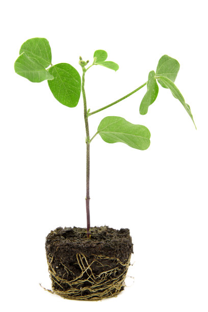 有机大豆(Glycine hispida)幼苗，芽和叶种植在地上。图片下载