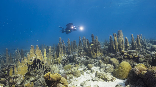 加勒比海库拉索岛珊瑚礁海景，柱状珊瑚和潜水员图片下载