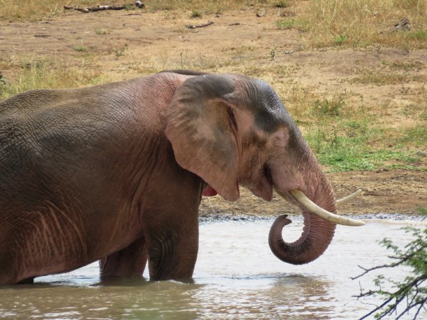 非洲象图片下载