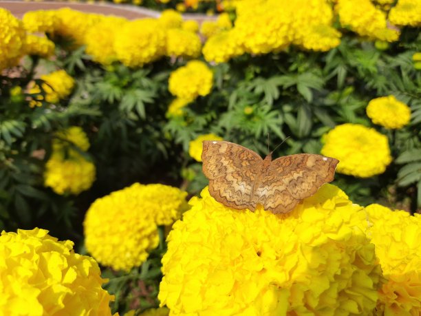 蝴蝶如何从花中吸取汁液。图片下载