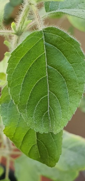 罗勒叶特写图片下载