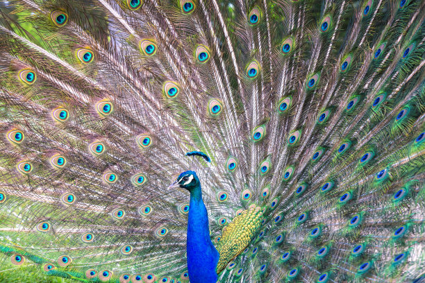 孔雀特写图片下载