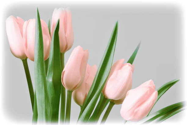 灰色背景上的郁金香图片下载