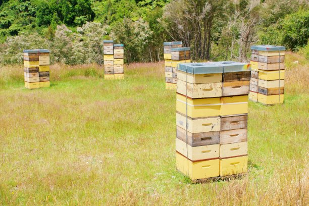 夏天的马努卡覆盖山的蜂箱图片下载