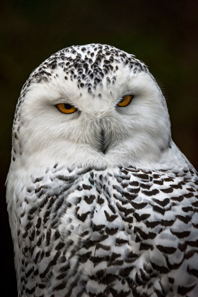 雪鸮肖像图片下载