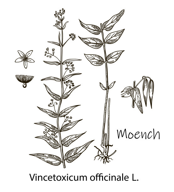 Moench。Vincetoxicum officinale。矢量手绘草药。植物植物插图。陈年药草素描。图片下载