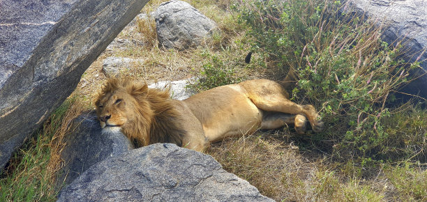 在塞伦盖蒂阴凉处的慵懒的狮子图片下载