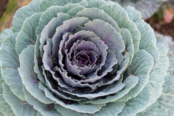 靠近一个大的绿色卷心菜生长在一个蔬菜花园与叶图案图片下载