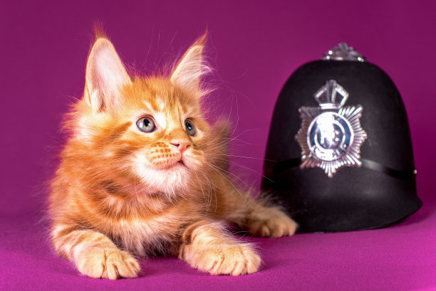 戴着警用头盔的缅因猫幼猫图片下载