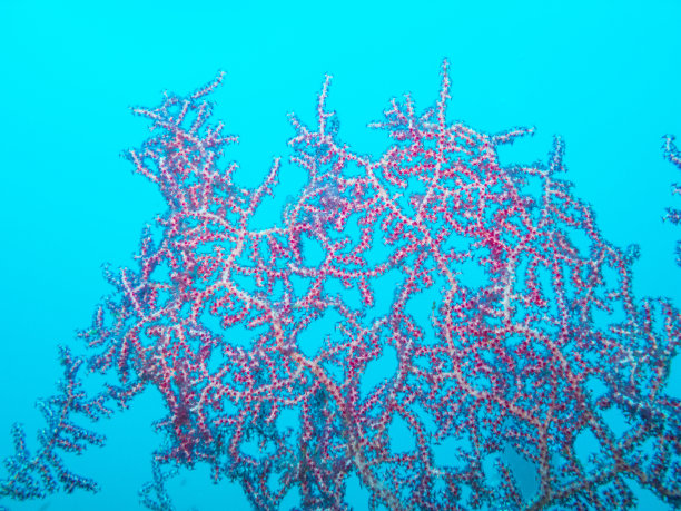 软珊瑚Seafan图片下载