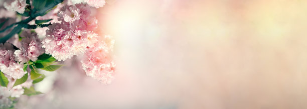 花团锦簇，盛开的樱花，美丽的大自然在春天图片下载